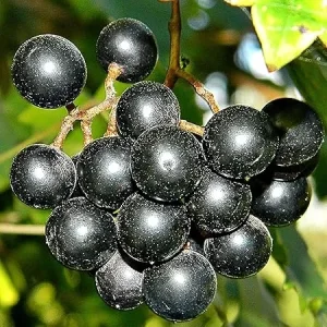 Muscadine Grape Live Plant – 4in Pot – Fruit Bearing Vine - Image 2