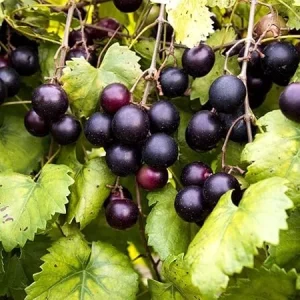 Muscadine Grape Live Plant – 4in Pot – Fruit Bearing Vine - Image 1
