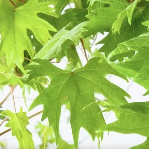 Muscadine Grape Vine - Live Southern Home Starter Plant 5-9 Inches Tall - Cold-Hardy Outdoor - Image 4