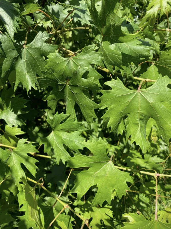 Muscadine Grape Vine - Live Southern Home Starter Plant 5-9 Inches Tall - Cold-Hardy Outdoor - Image 6