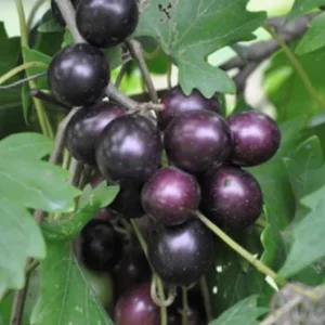 Muscadine Grape Vine Starter Plants - 3 Pack, 5-9 Inches, Live Bare Root, Cold Hardy, Outdoor - Image 2