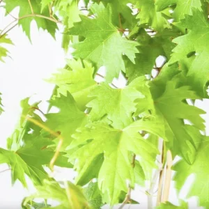 Muscadine Grape Vine Starter Plants - 3 Pack, 5-9 Inches, Live Bare Root, Cold Hardy, Outdoor - Image 5