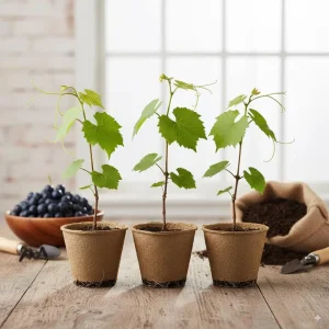 Muscadine Grape Vine Starter Plants - 3 Pack, 5-9 Inches, Live Bare Root, Cold Hardy, Outdoor - Image 1