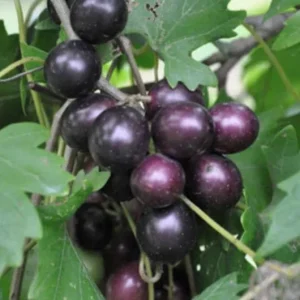 Muscadine Grape Vines Live Starter Plants (2-Pack) – 5-9 Inches Tall – Cold Hardy - Image 2