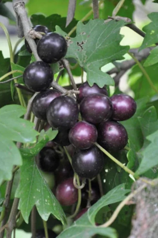 Muscadine Grape Vines Live Starter Plants (2-Pack) – 5-9 Inches Tall – Cold Hardy - Image 2