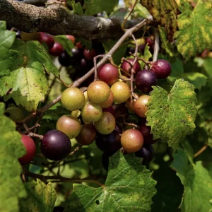 Muscadine Grape Vines Live Starter Plants (2-Pack) – 5-9 Inches Tall – Cold Hardy - Image 3