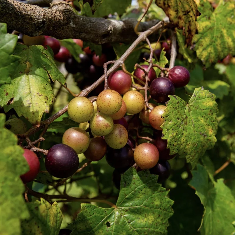 Muscadine Grape Vines Live Starter Plants (2-Pack) – 5-9 Inches Tall – Cold Hardy - Image 3