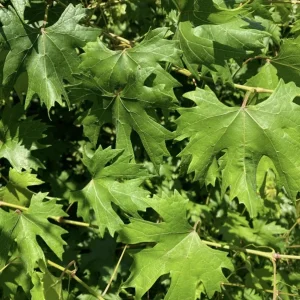 Muscadine Grape Vines Live Starter Plants (2-Pack) – 5-9 Inches Tall – Cold Hardy - Image 6