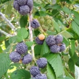 Mysore Raspberry Live Plant - Rubus niveus Tropical Berry - 3-6" Tall - Image 2