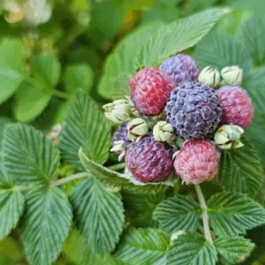 Mysore Raspberry Live Plant - Rubus niveus Tropical Berry - 3-6" Tall - Image 1