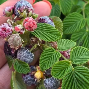 Mysore Raspberry Live Plant - Rubus niveus Tropical Berry - 3-6