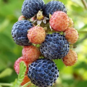 Mysore Raspberry Live Plant - Rubus niveus Tropical Berry - 3-6