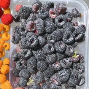 Mysore Raspberry Live Plant - Rubus niveus Tropical Berry - 3-6