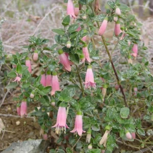 Native Pink Fuchsia Live Plant – 4in Pot – Indoor/Outdoor Flowering - Image 2