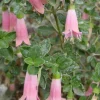 Native Pink Fuchsia Live Plant – 4in Pot – Indoor/Outdoor Flowering - Image 1