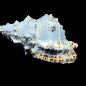 Natural Boba Sea Shell - Unique Real Shell Home Decor & Air Plant Holder - Image 2