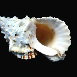 Natural Boba Sea Shell - Unique Real Shell Home Decor & Air Plant Holder - Image 3