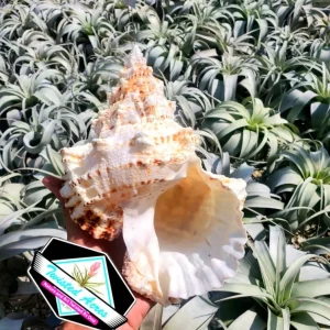 Natural Boba Sea Shell - Unique Real Shell Home Decor & Air Plant Holder - Image 1