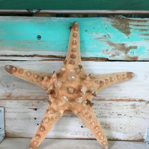 Natural Knobby Brown Starfish Coastal Decor 8-9 Inch - Dried Accent - Image 2