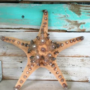 Natural Knobby Brown Starfish Coastal Decor 8-9 Inch - Dried Accent - Image 3