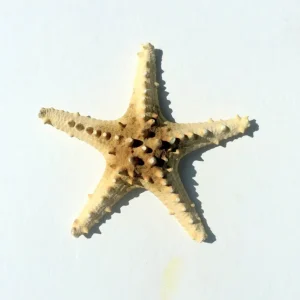 Natural Knobby Brown Starfish Coastal Decor 8-9 Inch - Dried Accent - Image 4