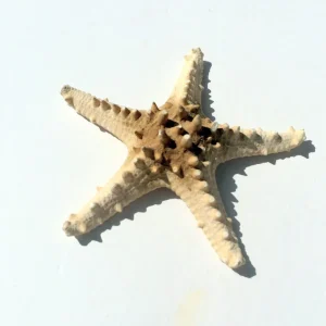 Natural Knobby Brown Starfish Coastal Decor 8-9 Inch - Dried Accent - Image 5