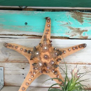 Natural Knobby Brown Starfish Coastal Decor 8-9 Inch - Dried Accent - Image 6