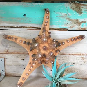 Natural Knobby Brown Starfish Coastal Decor 8-9 Inch - Dried Accent - Image 7