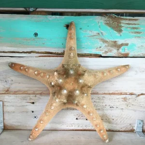 Natural Knobby Brown Starfish Coastal Decor 8-9 Inch - Dried Accent - Image 1