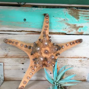 Natural Knobby Brown Starfish Coastal Decor 8-9 Inch - Dried Accent - Image 8
