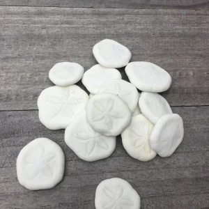 Natural Sand Dollars 1 inch - Bulk Sea Biscuits for Crafts, Decor, Wedding Favors, Terrariums - Image 2