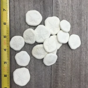 Natural Sand Dollars 1 inch - Bulk Sea Biscuits for Crafts, Decor, Wedding Favors, Terrariums - Image 3