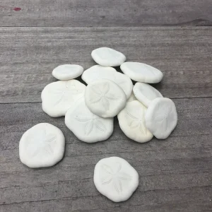 Natural Sand Dollars - Coastal Decor & Craft Elements, Bulk Sea Biscuits, 1 inch - Image 1