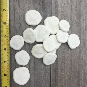 Natural Sand Dollars - Coastal Decor & Craft Elements, Bulk Sea Biscuits, 1 inch - Image 3