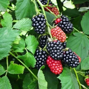 Navaho Thornless Blackberry Live Plant - 3-8" Tall - Rubus fruticosus - Image 2