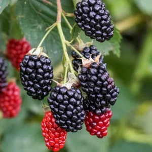 Navaho Thornless Blackberry Live Plant - 3-8" Tall - Rubus fruticosus - Image 1