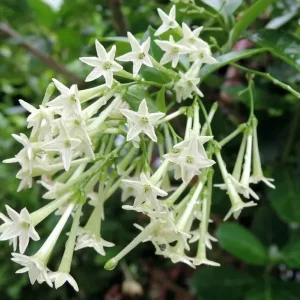 Night Blooming Jasmine (Cestrum Nocturnum) Live Plant - 2 Pack, 5-9" Tall, Highly Fragrant Outdoor Shrub - Image 1