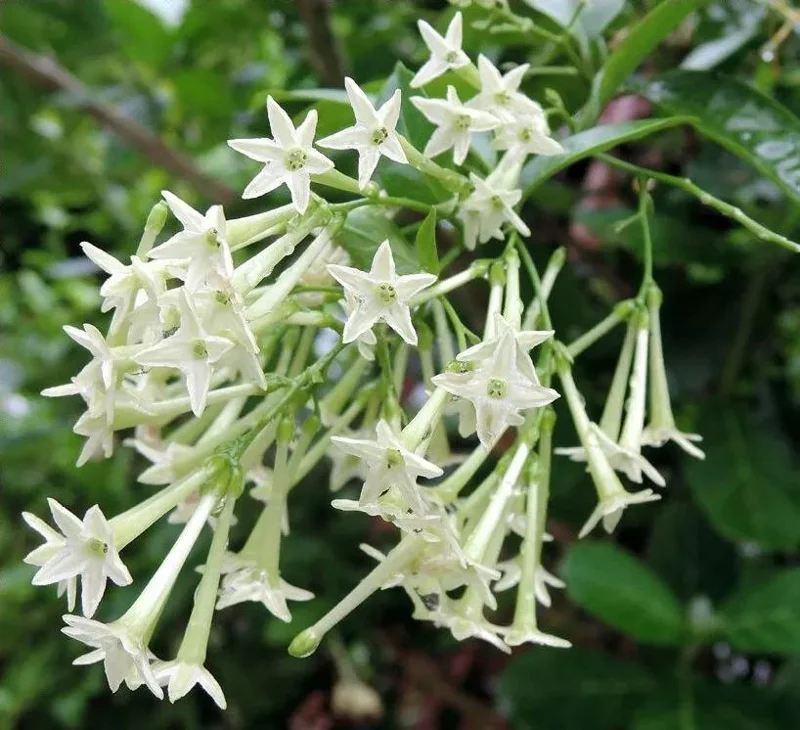 Night Blooming Jasmine (Cestrum Nocturnum) Live Plant - 2 Pack, 5-9" Tall, Highly Fragrant Outdoor Shrub - Image 1