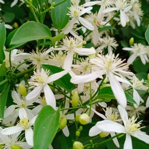 Night Blooming Jasmine (Cestrum Nocturnum) Live Plant - 2 Pack, 5-9" Tall, Highly Fragrant Outdoor Shrub - Image 2