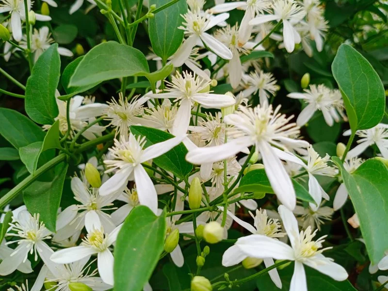 Night Blooming Jasmine (Cestrum Nocturnum) Live Plant - 2 Pack, 5-9" Tall, Highly Fragrant Outdoor Shrub - Image 2