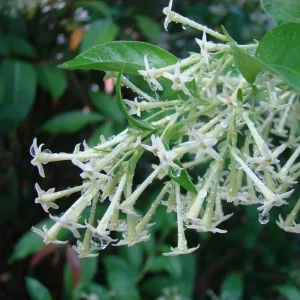 Night Blooming Jasmine (Cestrum Nocturnum) Live Plant - 2 Pack, 5-9