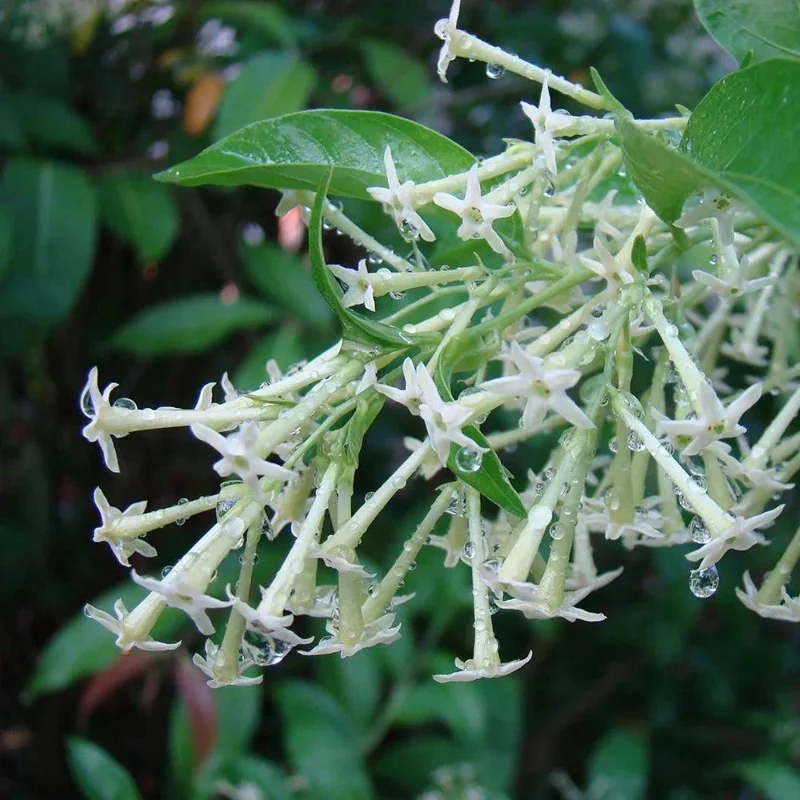 Night Blooming Jasmine (Cestrum Nocturnum) Live Plant - 2 Pack, 5-9" Tall, Highly Fragrant Outdoor Shrub - Image 4