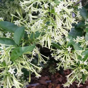 Night Blooming Jasmine (Cestrum Nocturnum) Live Plant - 2 Pack, 5-9