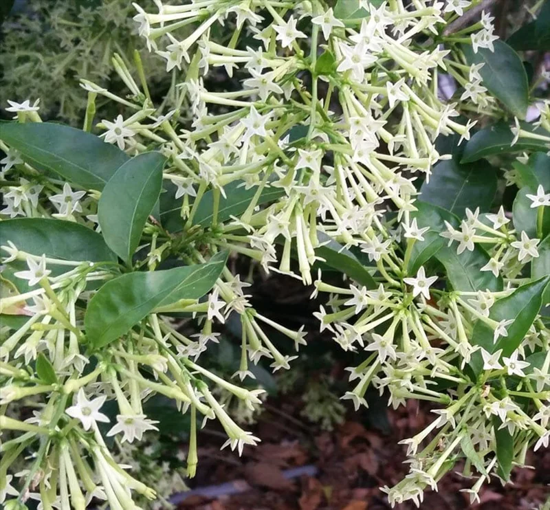 Night Blooming Jasmine (Cestrum Nocturnum) Live Plant - 2 Pack, 5-9" Tall, Highly Fragrant Outdoor Shrub - Image 5