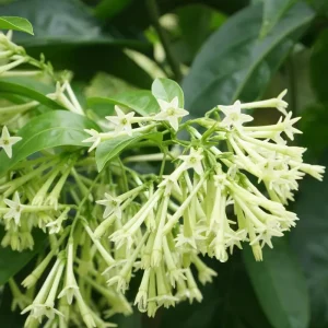 Night Blooming Jasmine (Cestrum Nocturnum) Live Plant - 2 Pack, 5-9