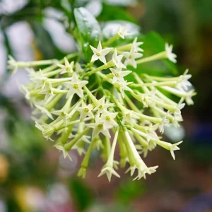 Night Blooming Jasmine (Cestrum Nocturnum) Live Plant - 2 Pack, 5-9