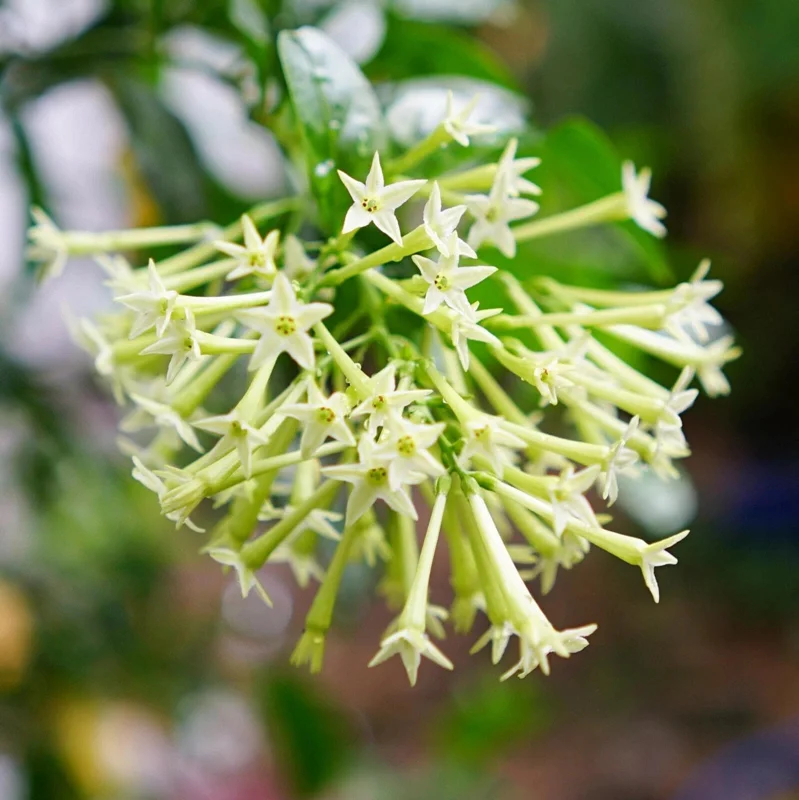 Night Blooming Jasmine (Cestrum Nocturnum) Live Plant - 2 Pack, 5-9" Tall, Highly Fragrant Outdoor Shrub - Image 7