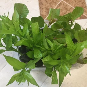 Night Blooming Jasmine (Cestrum Nocturnum) Live Plant - 2 Pack, 5-9