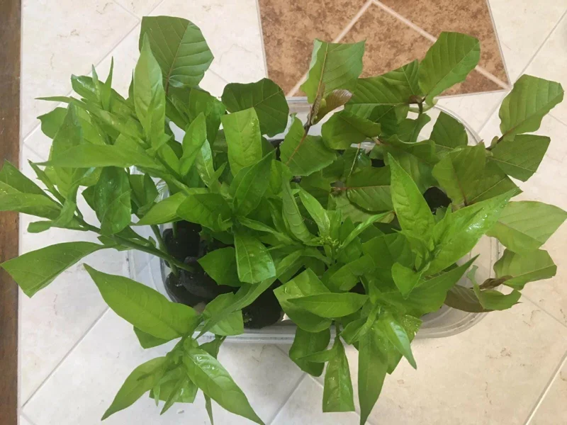 Night Blooming Jasmine (Cestrum Nocturnum) Live Plant - 2 Pack, 5-9" Tall, Highly Fragrant Outdoor Shrub - Image 8