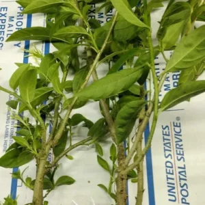 Night Blooming Jasmine Live Plant 4 inch Tall - Fragrant Indoor/Outdoor - Image 2